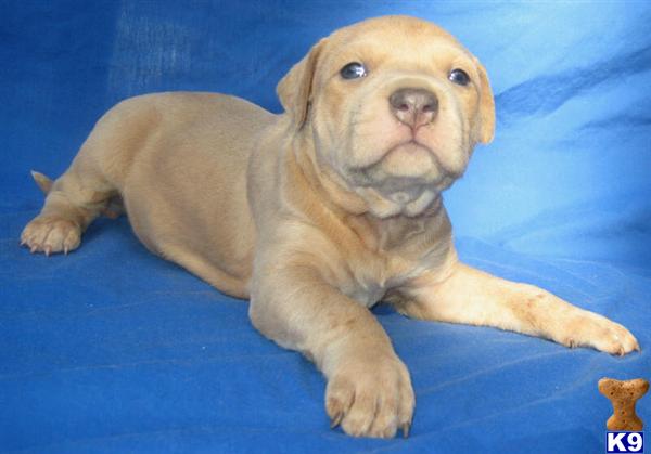 American Pit Bull Puppies